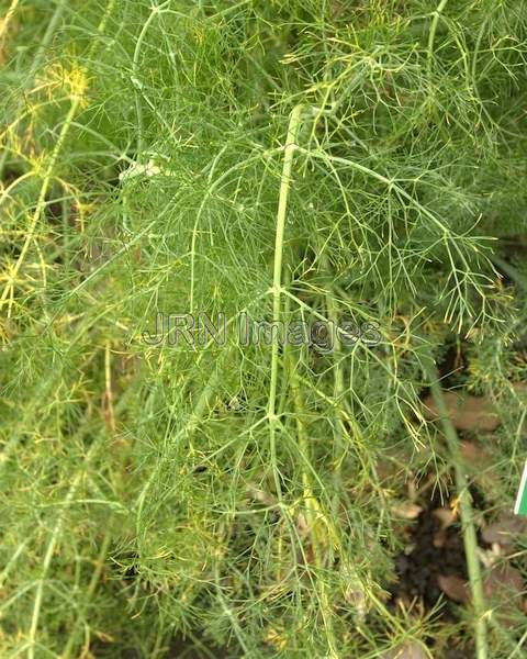 Foeniculum Vulgare