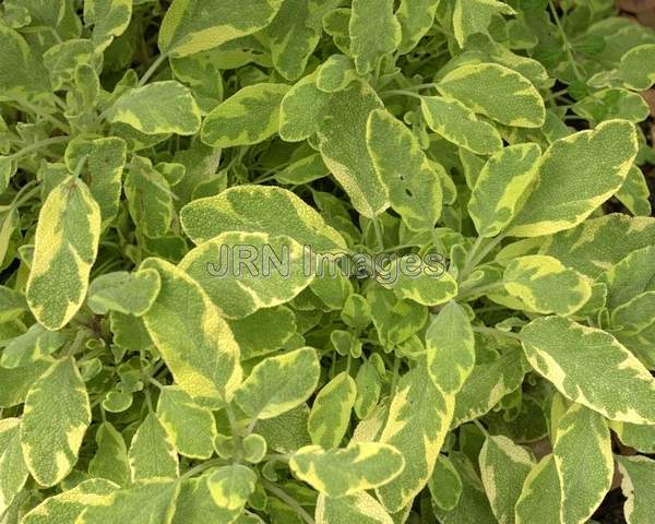 Salvia Officinalis Aurea