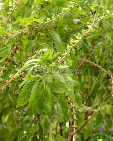 Ocimum basilicum