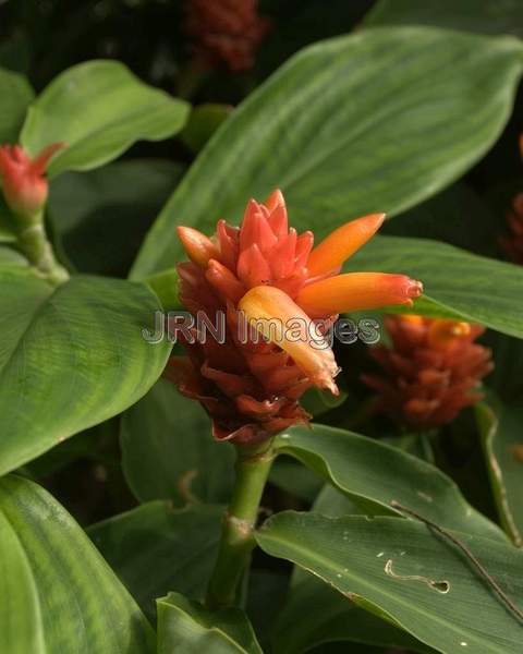 Costus Curvibracteatus