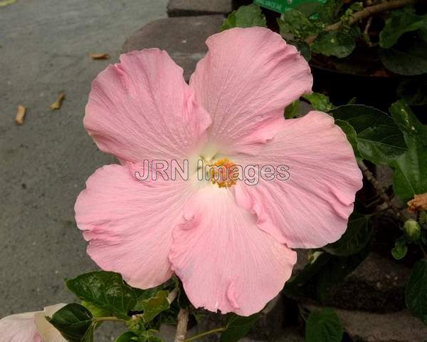 Hibiscus Rosa-Sinensis, Heidi