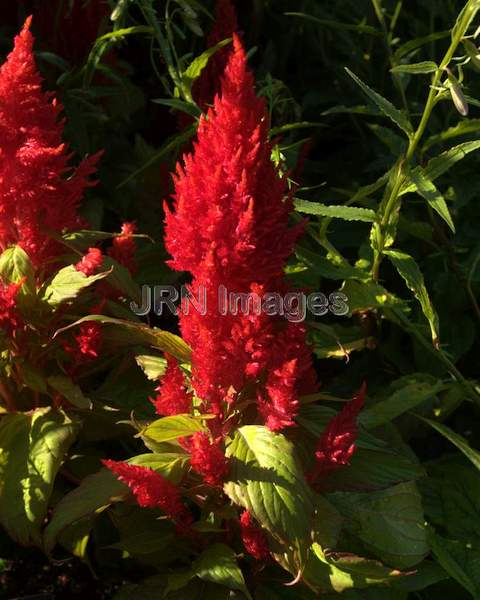 Plumed Celosia