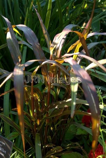 Ornamental Millet