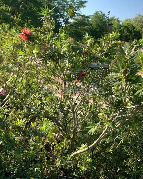 Crimson Bottlebrush