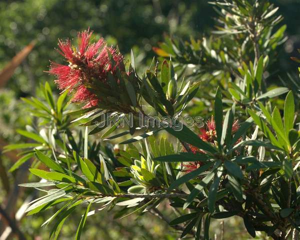 Crimson Bottlebrush flower