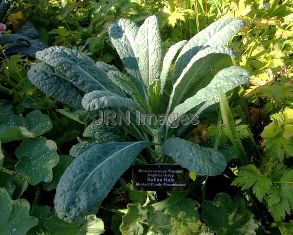 Italian Kale