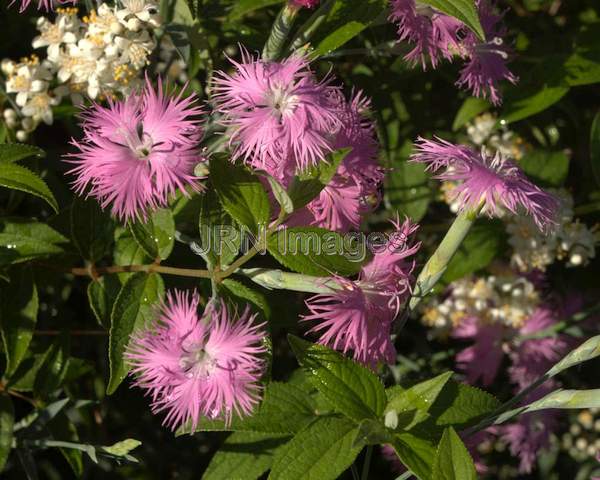 Fringed Pink