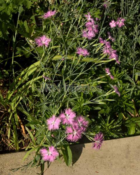 Fringed Pink