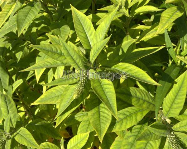 Gooseneck Loosestrife