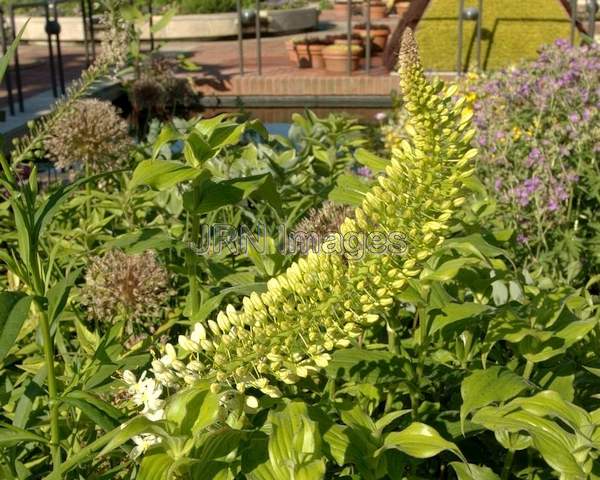 Gooseneck Loosestrife