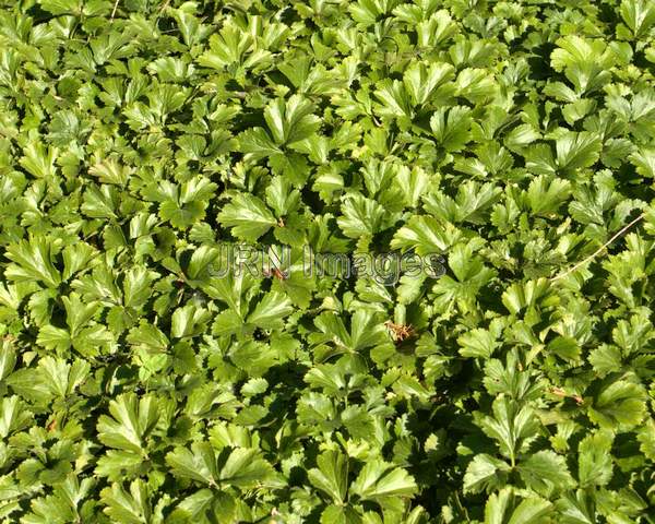 Barren Strawberry