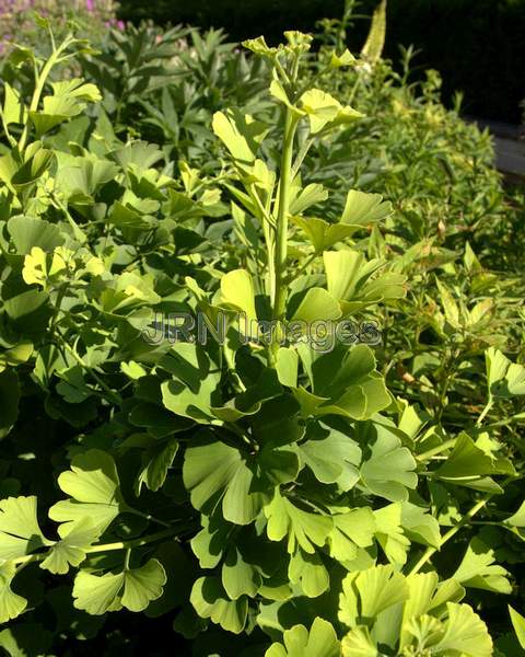 Two-Row Stonecrop