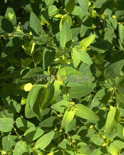 Caucasus Spurge