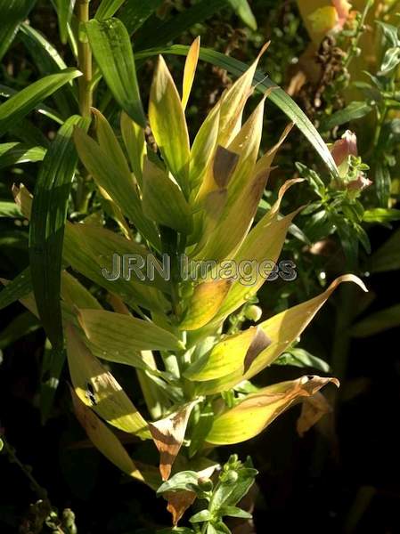 Persian Fritillary leaves