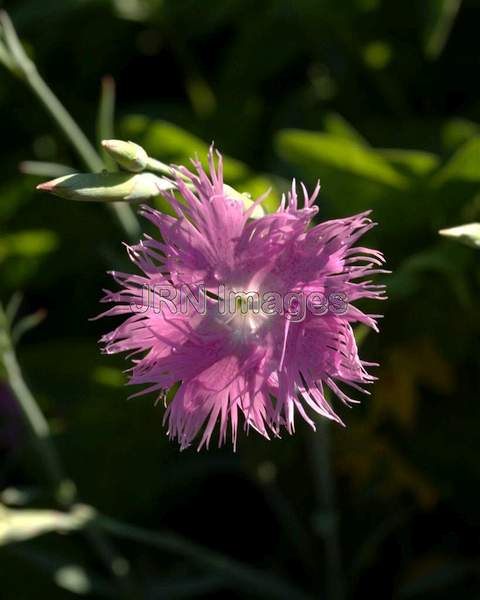 Fringed Pink