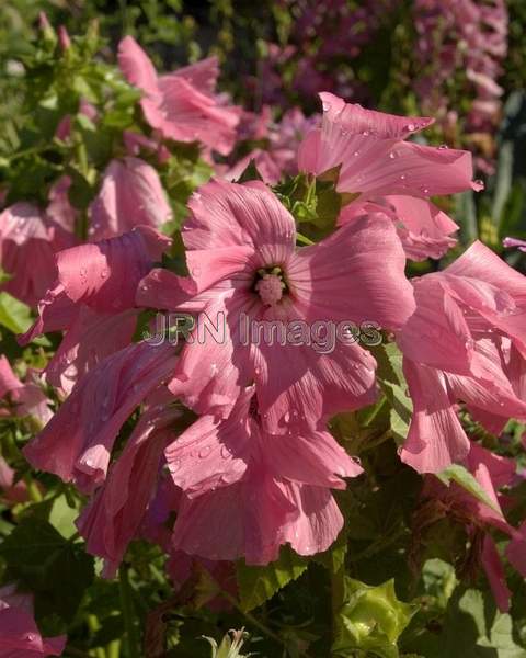 Tree Mallow