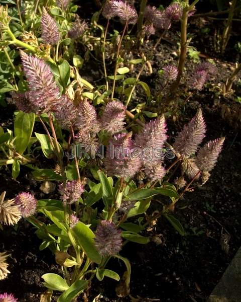 Showy Foxtail