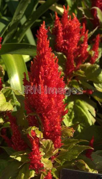 Plumed Celosia