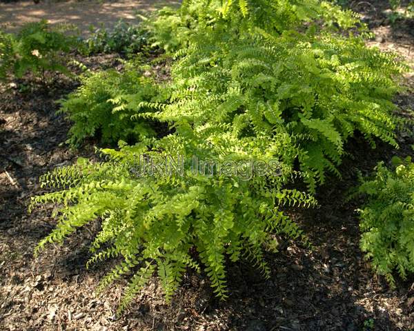 Maidenhair Fern