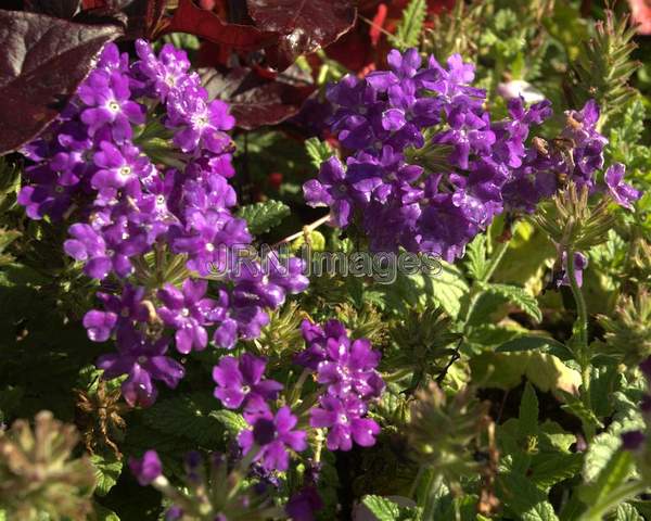 Garden Verbena