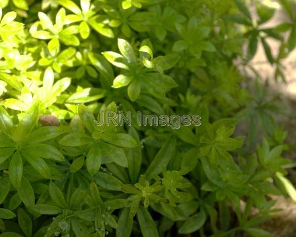 Sweet Woodruff