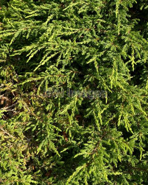 Common Juniper