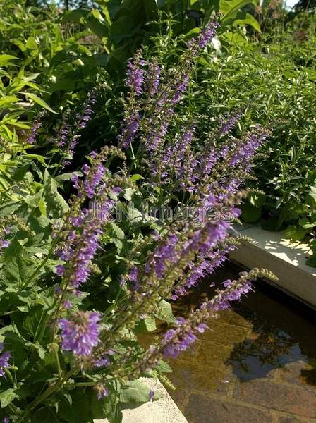 Indigo Meadow Sage