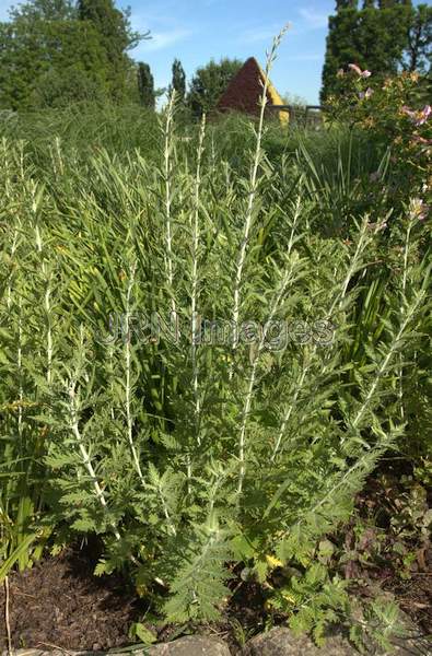 Russian Sage