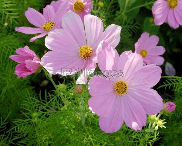 Common Cosmos