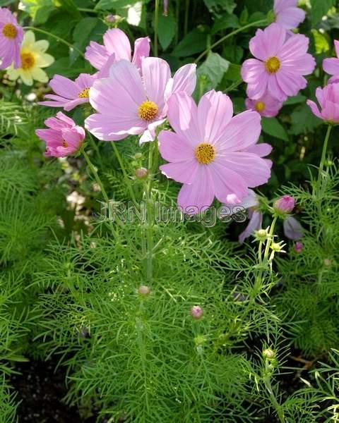 Common Cosmos