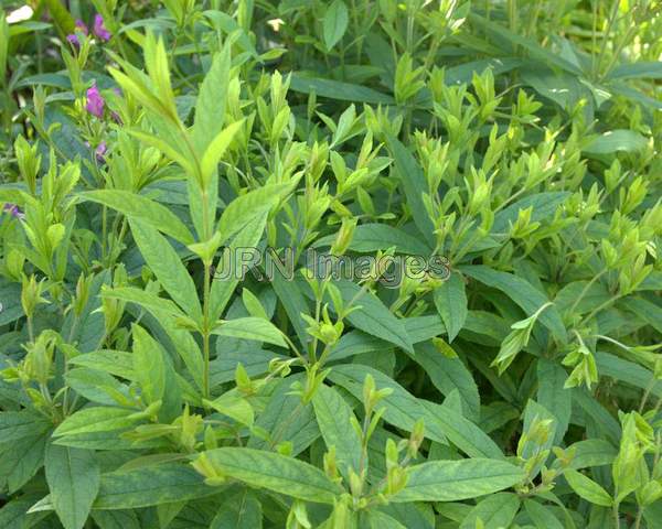 Siberian Culver's Root