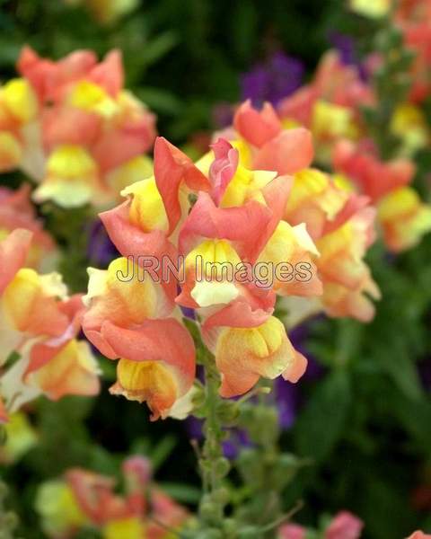 Snapdragon