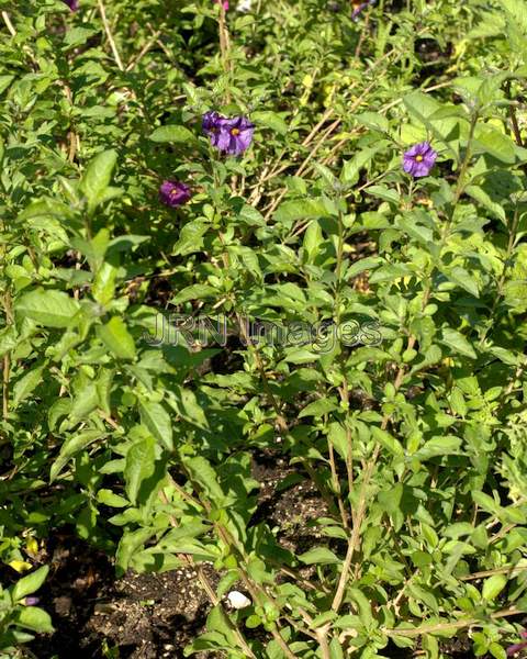 Blue Potato Vine