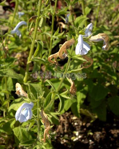 Gentian Blue