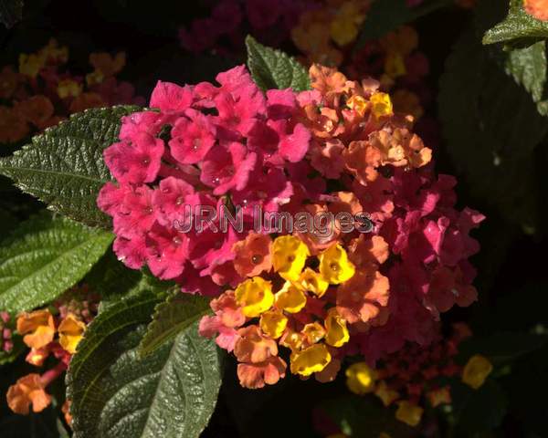 Lantana