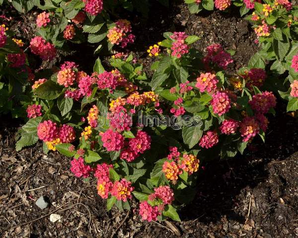 Lantana