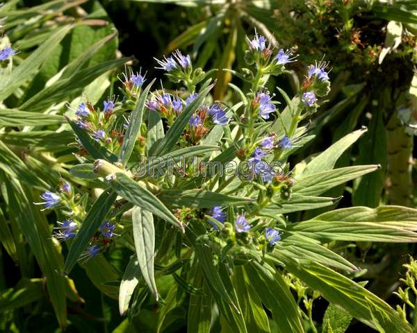 Blue Comfrey