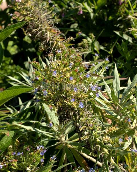 Blue Comfrey