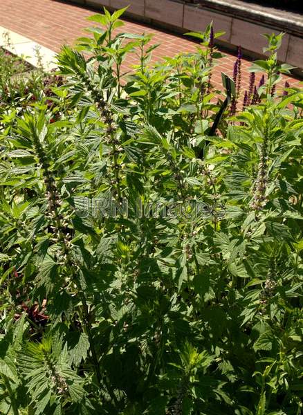 Mexican Hyssop