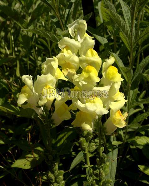 Candelabra Snapdragon