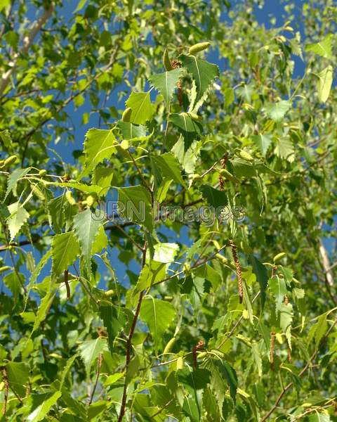 Gray Birch leaves