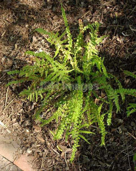 Tatting Fern