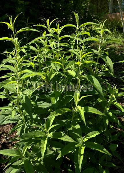 Butterfly Bush leaves