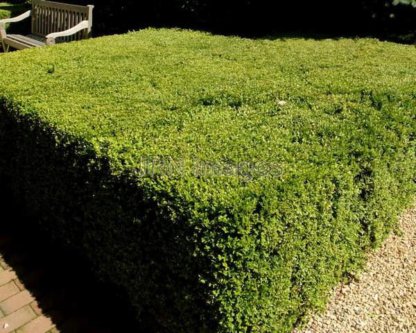 Northern Charm™ Boxwood