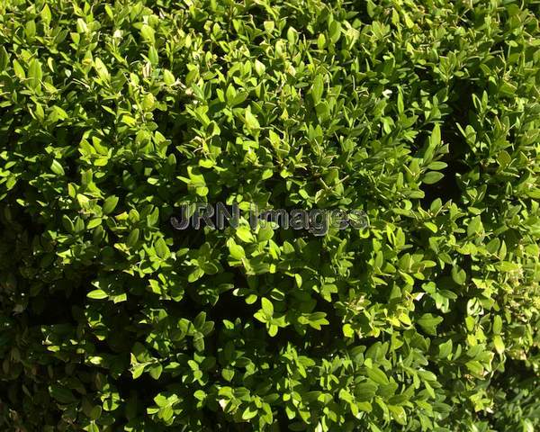 Northern Charm™ Boxwood