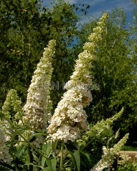 Butterfly Bush