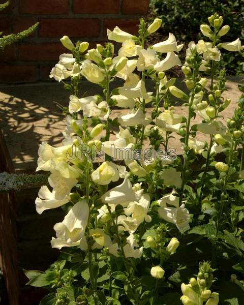 Foxglove