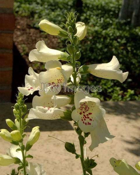 Foxglove