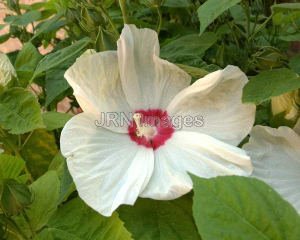 Rose Mallow