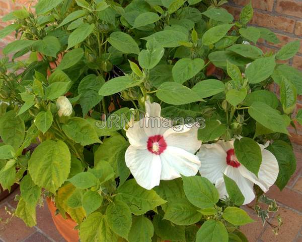 Rose Mallow